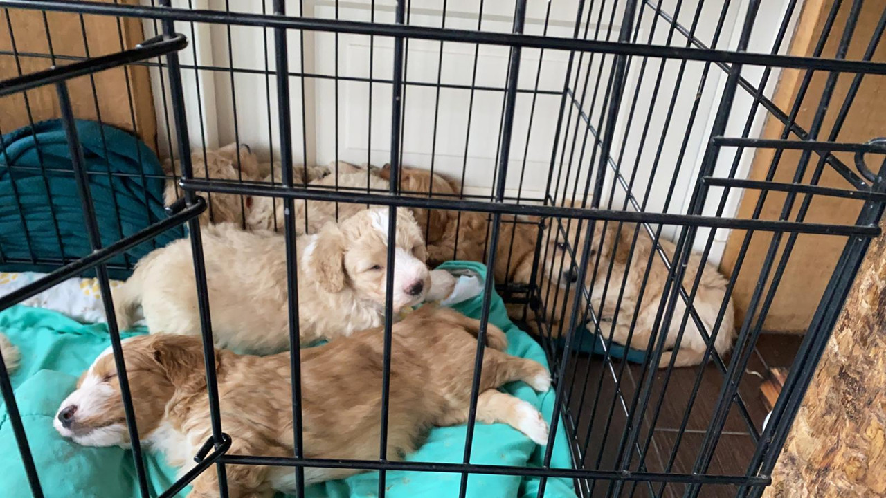 A76EE14F-F9B5-42C0-AC59-480816D0385B