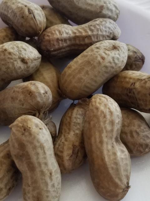 [Image: 15-Peanut.jpg]