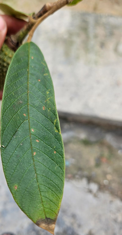 Hoja1