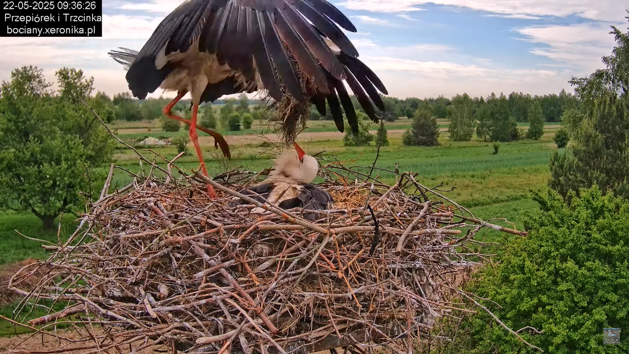 22052025bociany7