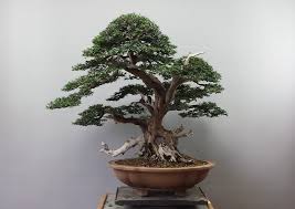 [Image: Taxus-baccata.jpg]