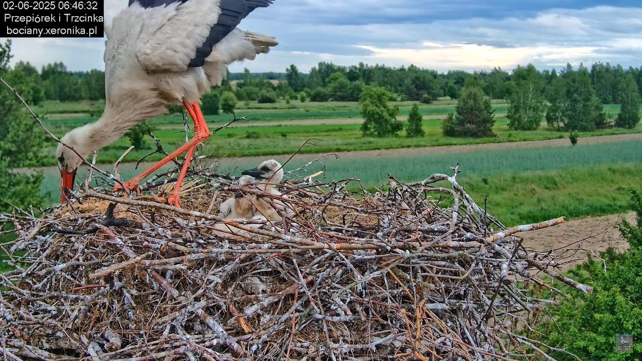 02062025bociany9