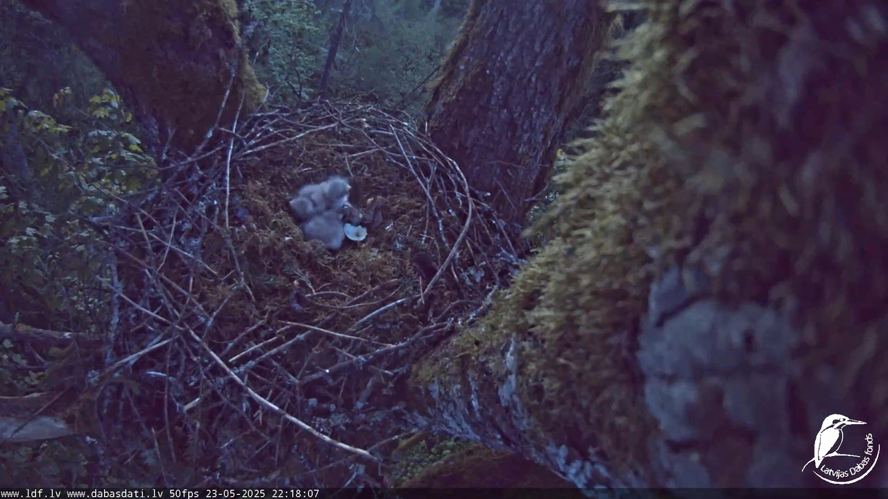 Melnās klijas (Milvus migrans) Kurzemē_ peļu klijāni (Buteo buteo) 16-31-49 screenshot