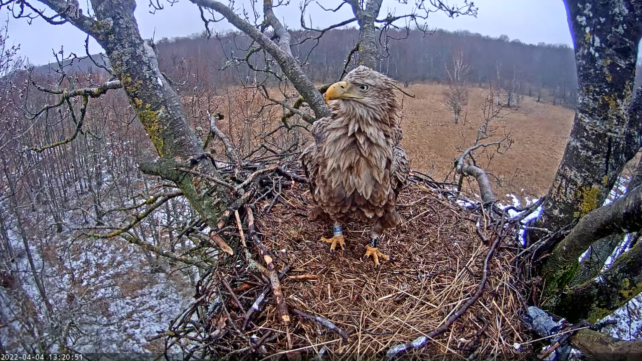 Merikotkas__Haliaeëtus albicilla 4-32-42 screenshot