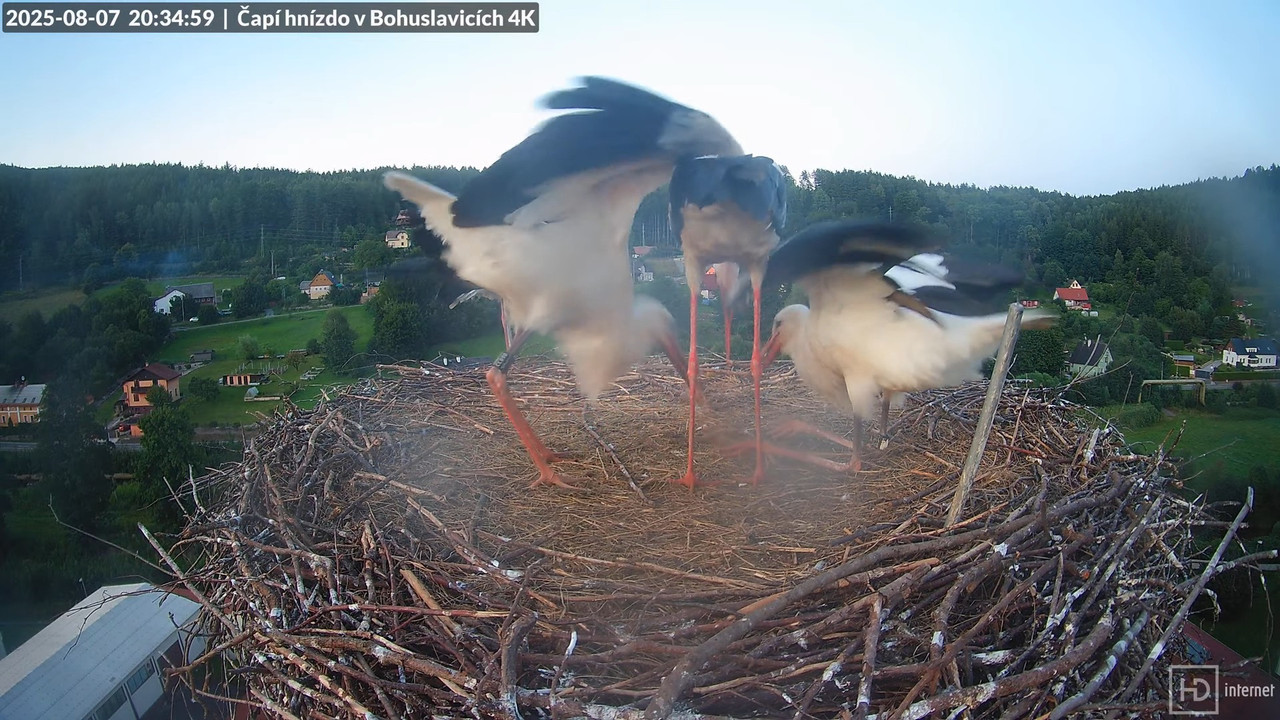 Živě z čapího komína firmy KARA v Bohuslavicích u Trutnova 11-50-39 screenshot (1)