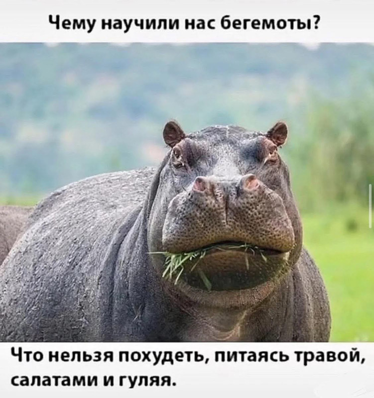 https://i.postimg.cc/j5LnSzJR/begemot.jpg