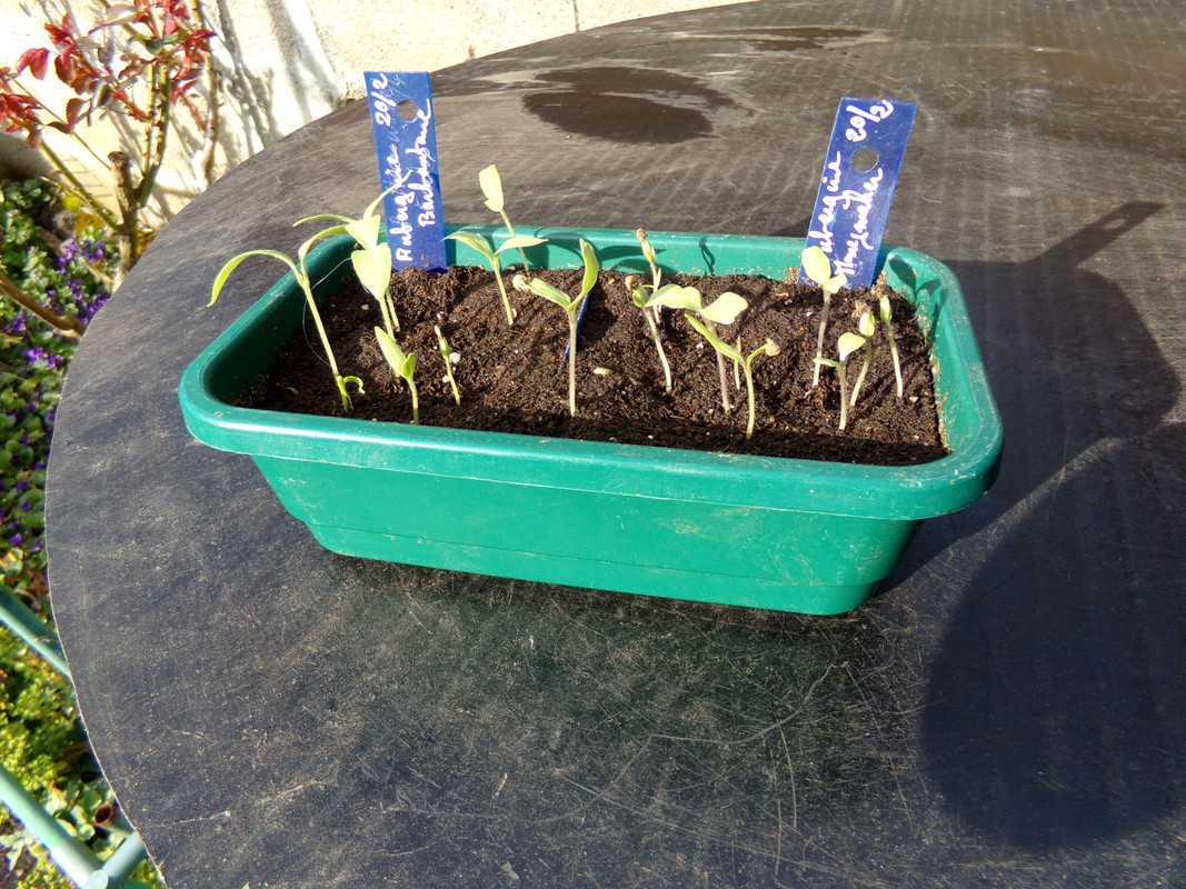 2ème semis d'aubergines
