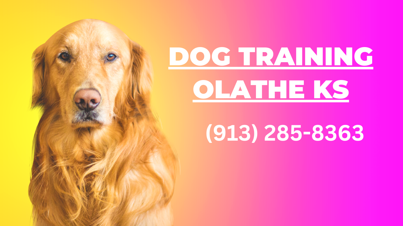 Yellow And Pink Pet Dog 11YouTube Thumbnail