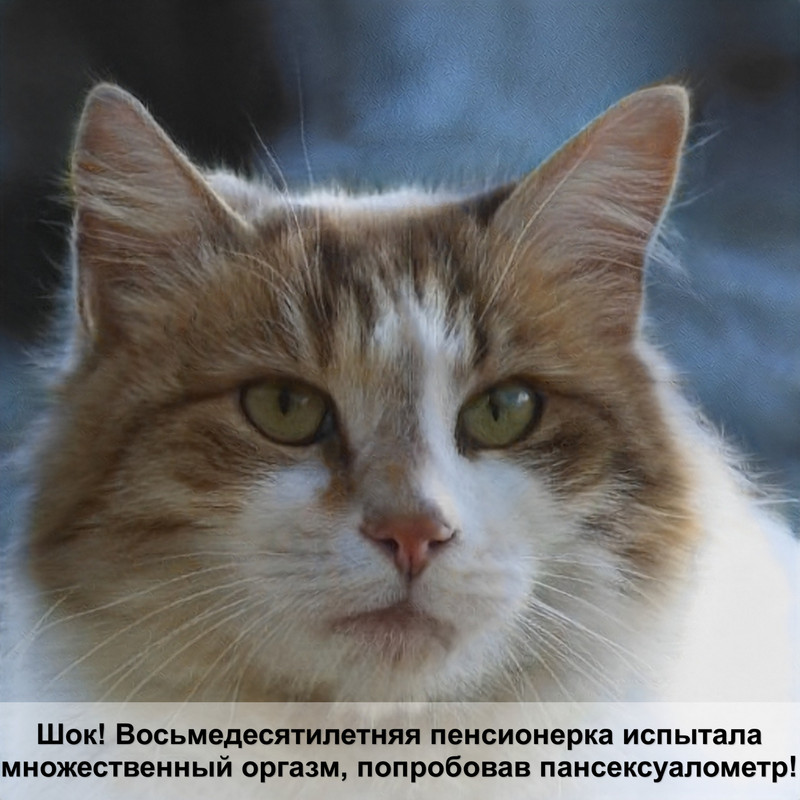 котята лысой кошки