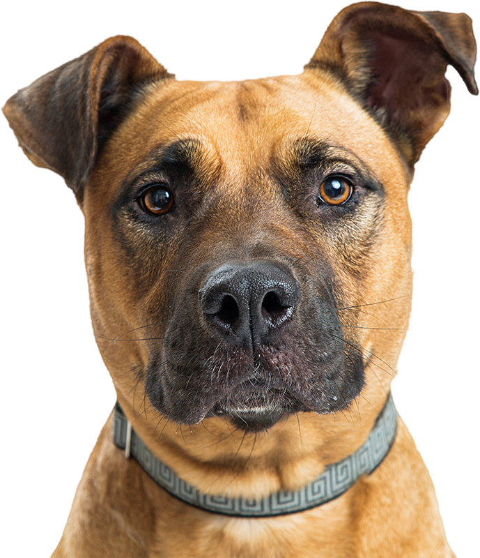 perrito