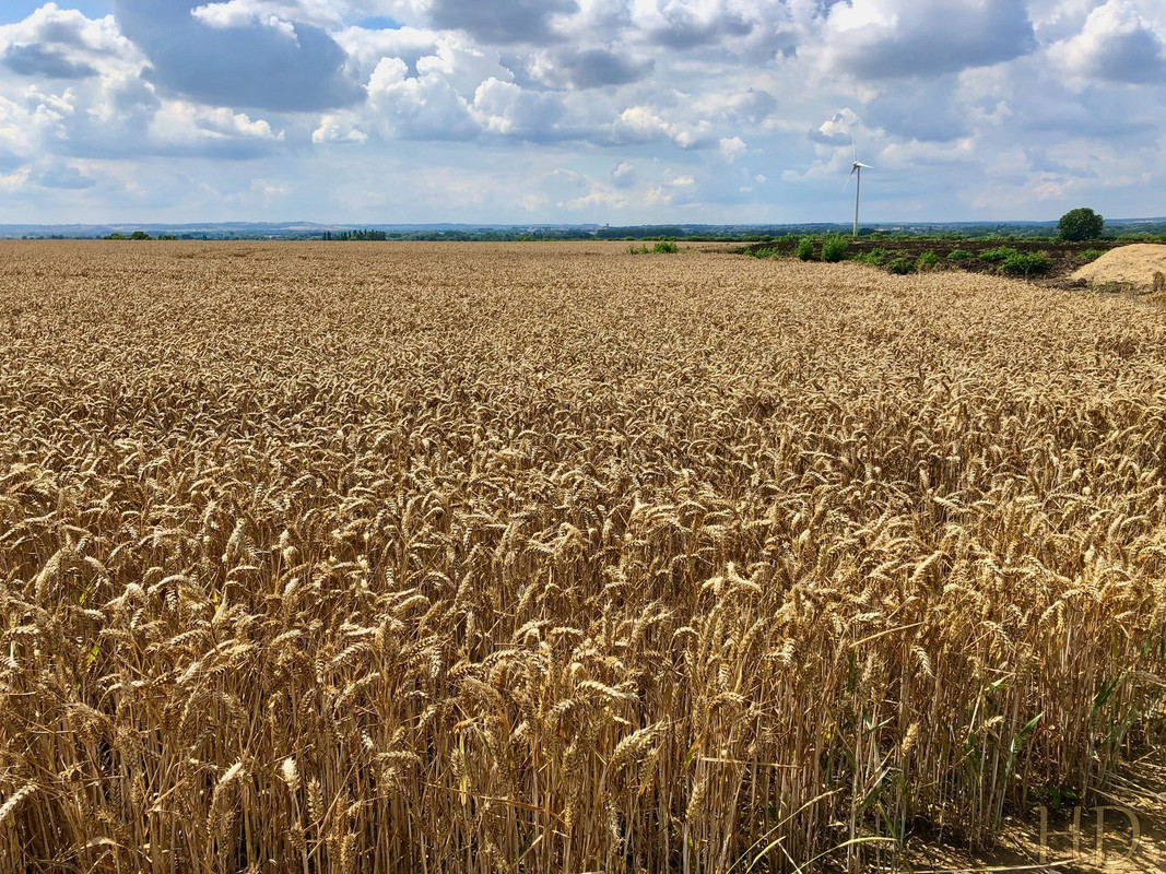 cornfield-HD.jpg