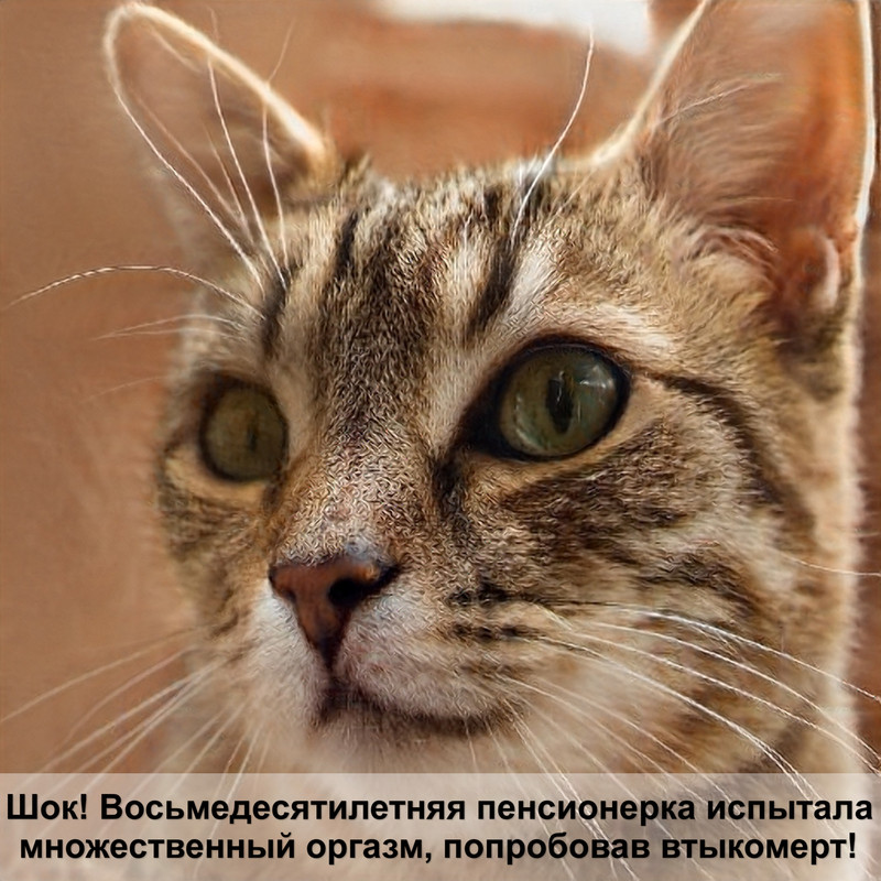 окрас поинт у кошек