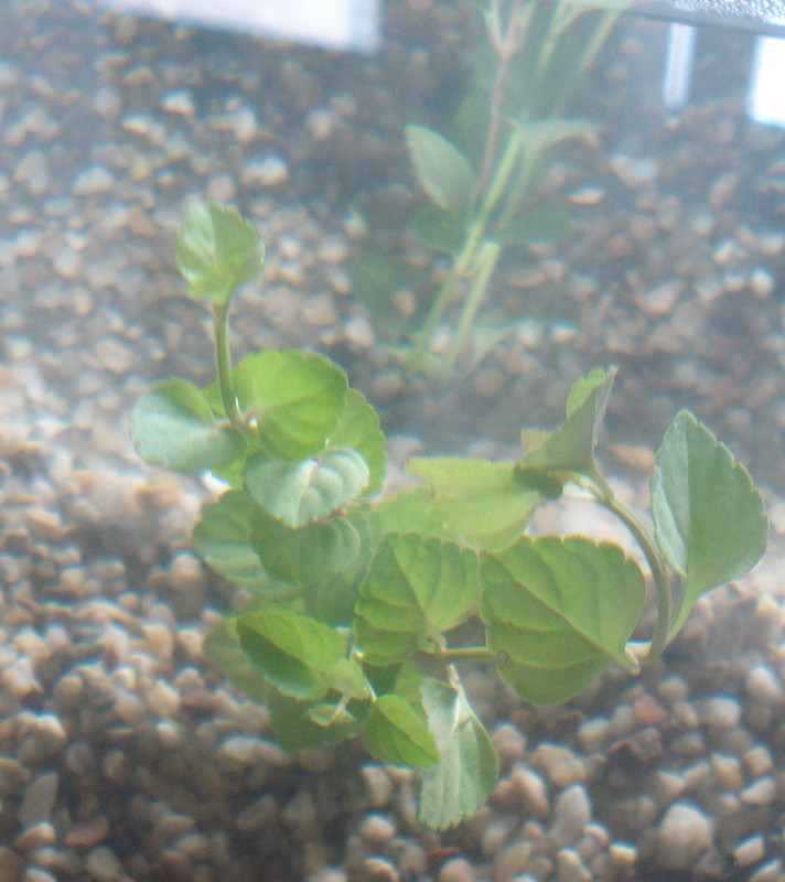 Onbekende aquarium plant 003