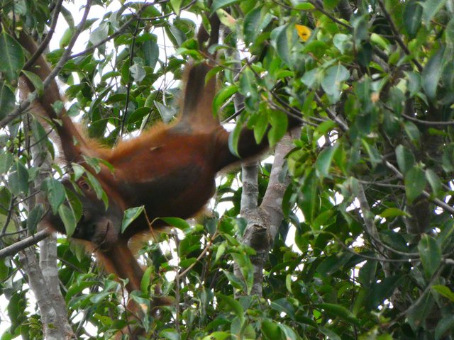 Indonesia 2023 (Borneo - Bali - Gili) - Blogs de Indonesia - --DÍA 3 (19 junio): Primer día en Borneo (6)