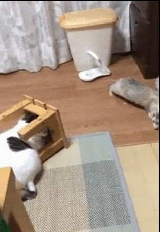 Hilarious-Cat-GIF-Epic-fail-cat-trying-to-play-hide-seek-with-ferret-Haha-you-are-doing-it-wr.gif