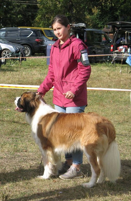 006 КОРВЕНТУС ЖАДАР