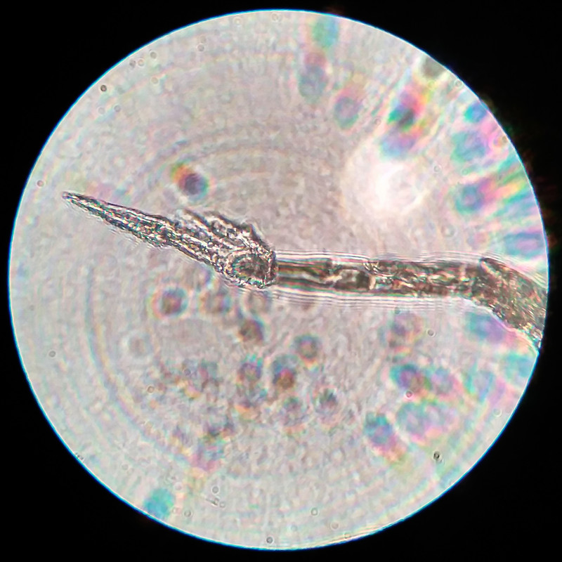 IMG 20250616 205724 HDR