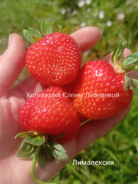 Лималексия