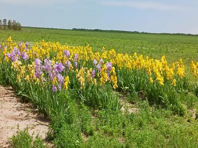 SLIMGRAM-MY-IRIS-PATCH
