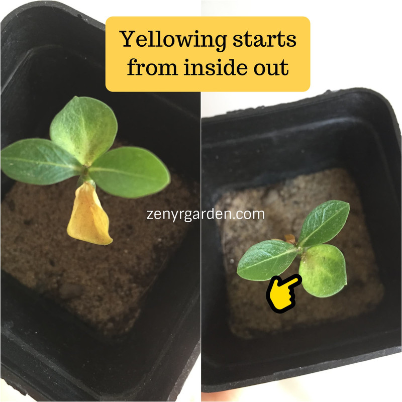 yellow-adenium-leaves.jpg