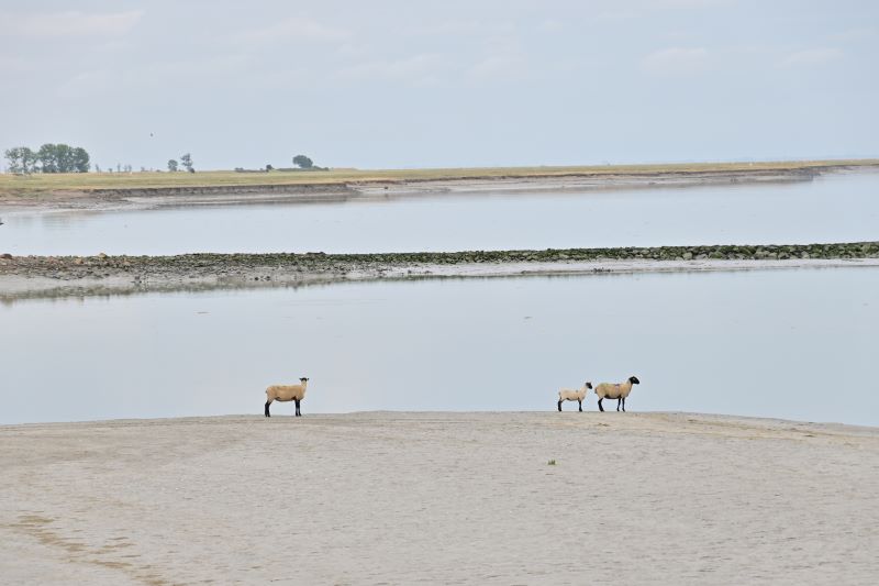 Día 4: Las ovejas de Saint-Michel y la joya de Dinan - 10 días de verano en la Bretaña francesa (3)