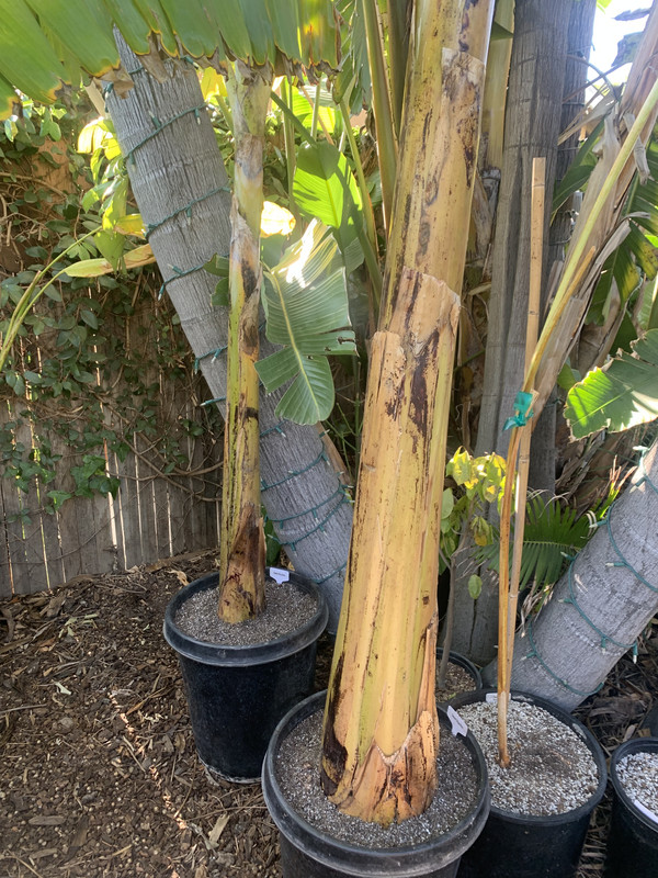 49B918A4-41E2-42B5-A55A-9B42BC2F7901