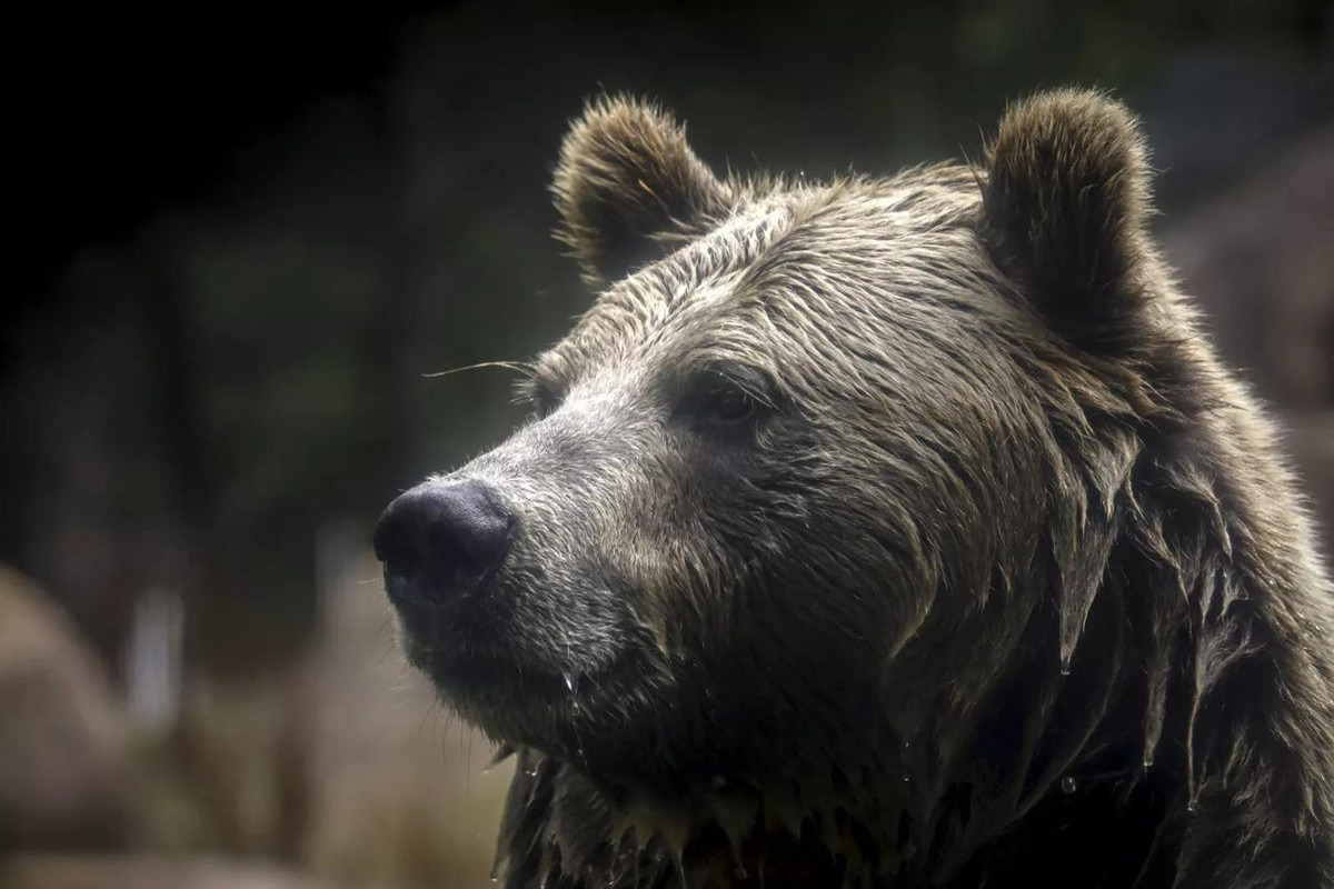 Video inquietante: Orso Grizzly attacca 2 studenti nel Wyoming