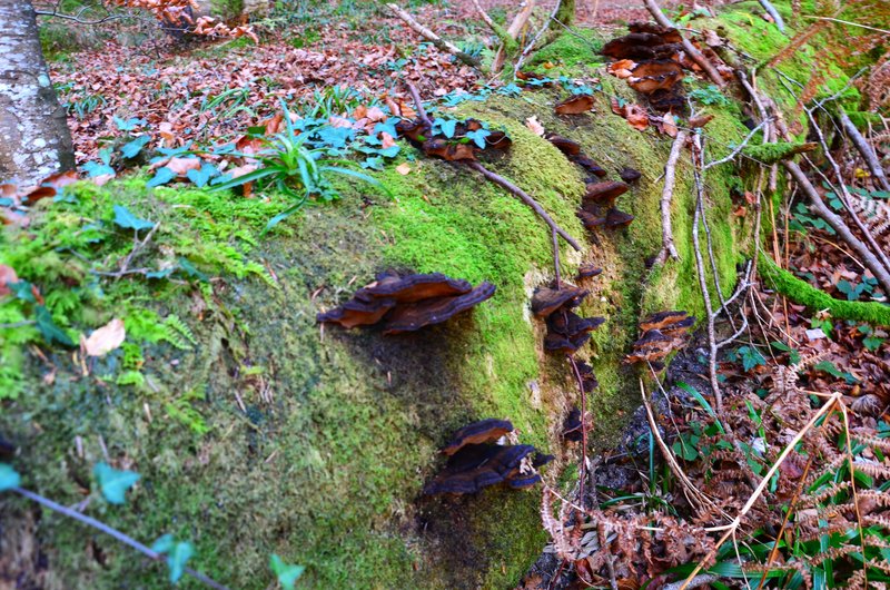 SELVA DE IRATI-14-11-2015-NAVARRA - Paseando por España-1991/2015-Parte-1 (46)