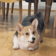 corgi-poppy.gif