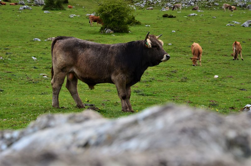 PICOS DE EUROPA-16-5-2013-LEON/ASTURIAS/CANTABRIA - Paseando por España-1991/2016 (24)