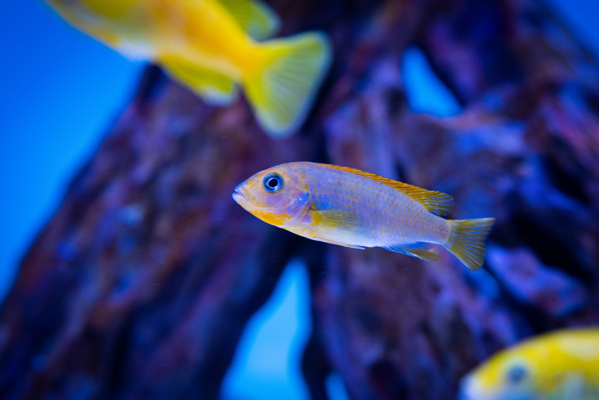 [Imagen: Labidochromis-Hongi-Red-Top-Hembra-DSC-9655.jpg]