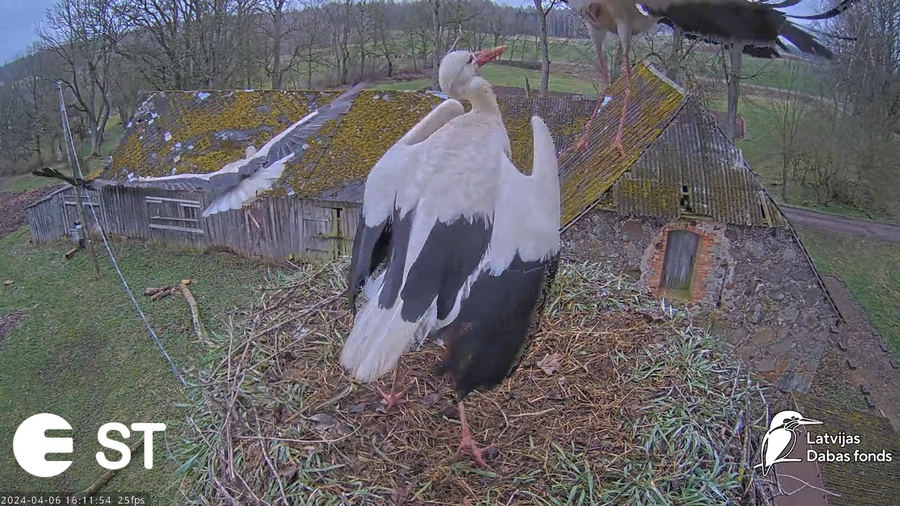 Baltie stārķi (Ciconia ciconia) Tukuma novadā - LDF tiešraide __ White storks in Tukums, Latvia 13-2