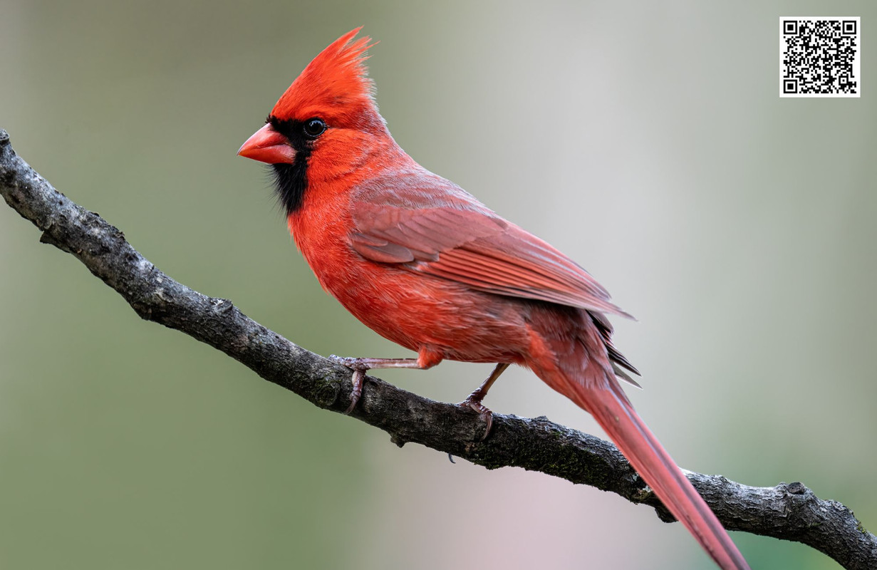 The Impact of Climate Change on Cardinal Populations