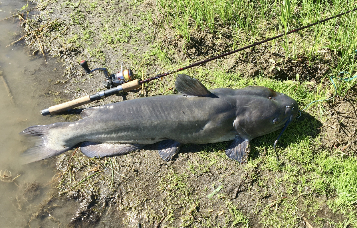 11 Owyhee channel catfish — Postimages