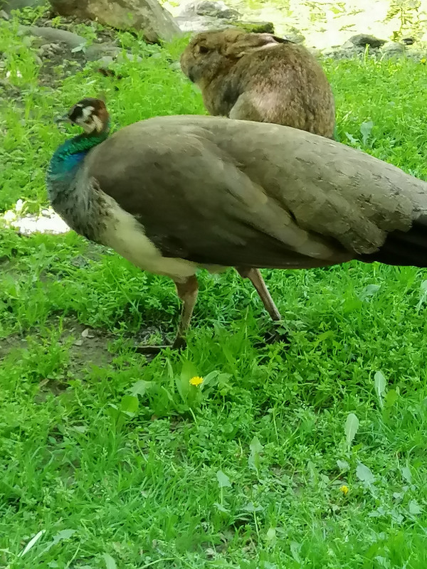 Kép