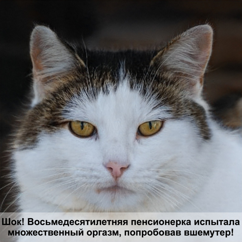 пищевая аллергия у кошек