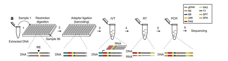 CUTseq_1