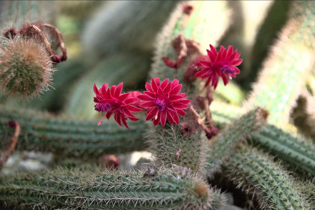 Aplica estos consejos de jardinería para ayudar a tus cactus a florecer