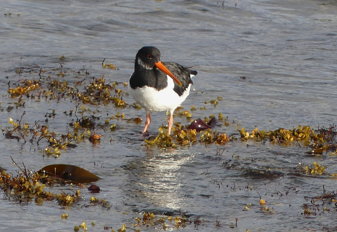 OYSTERCATCHER 3.jpg 280924