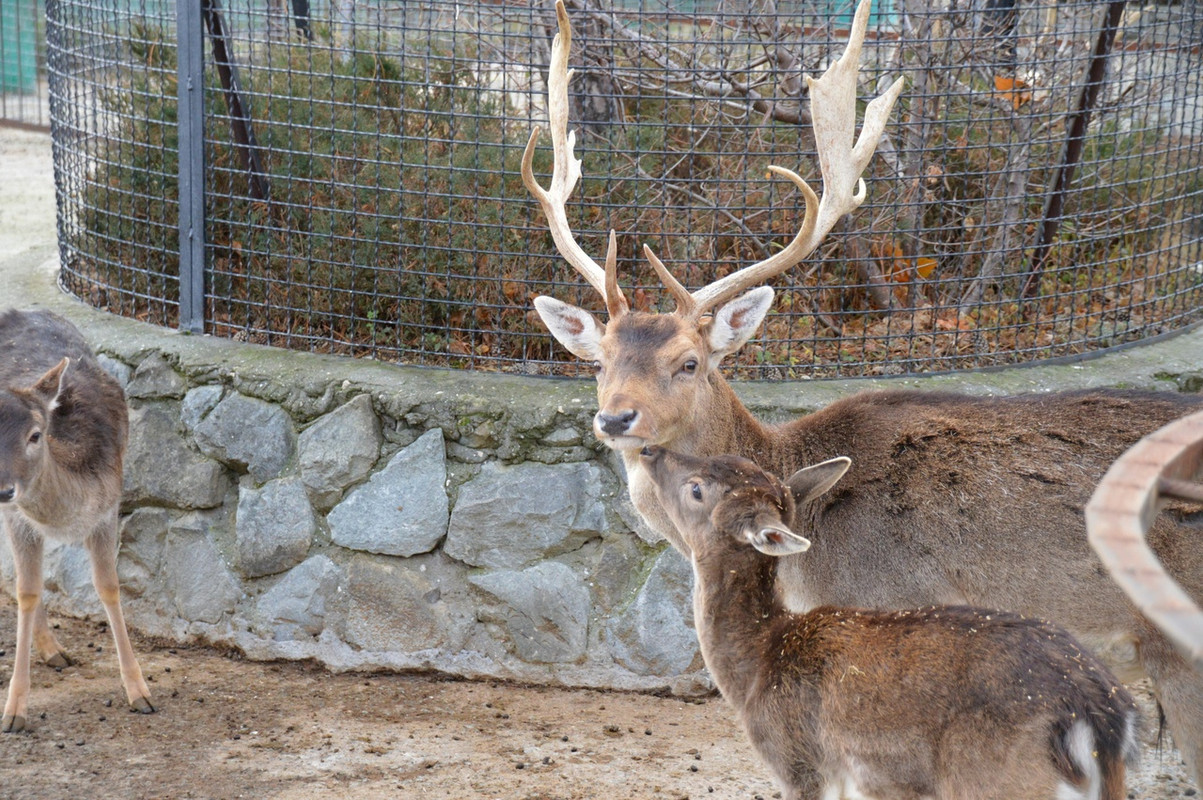 детёныш и мама 1