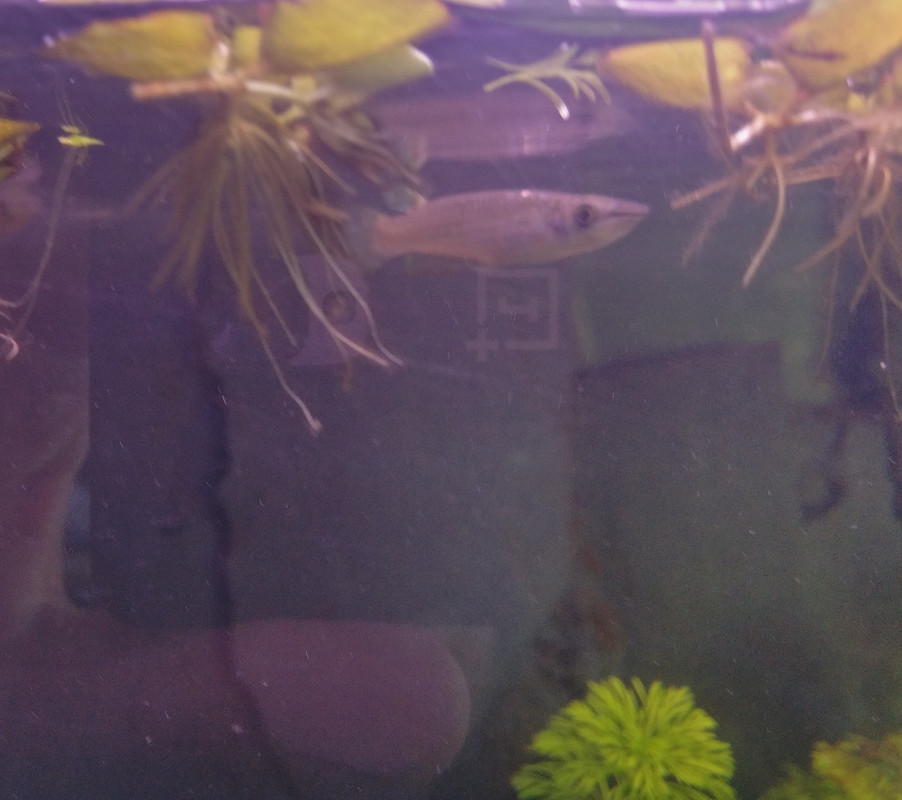 IMG_20180525_155647_01