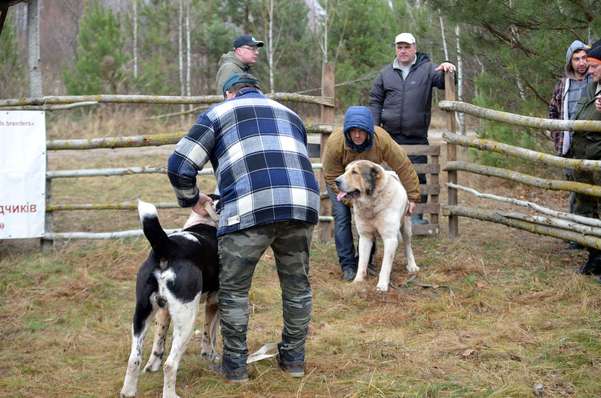 Халк - Сако 2 (2)