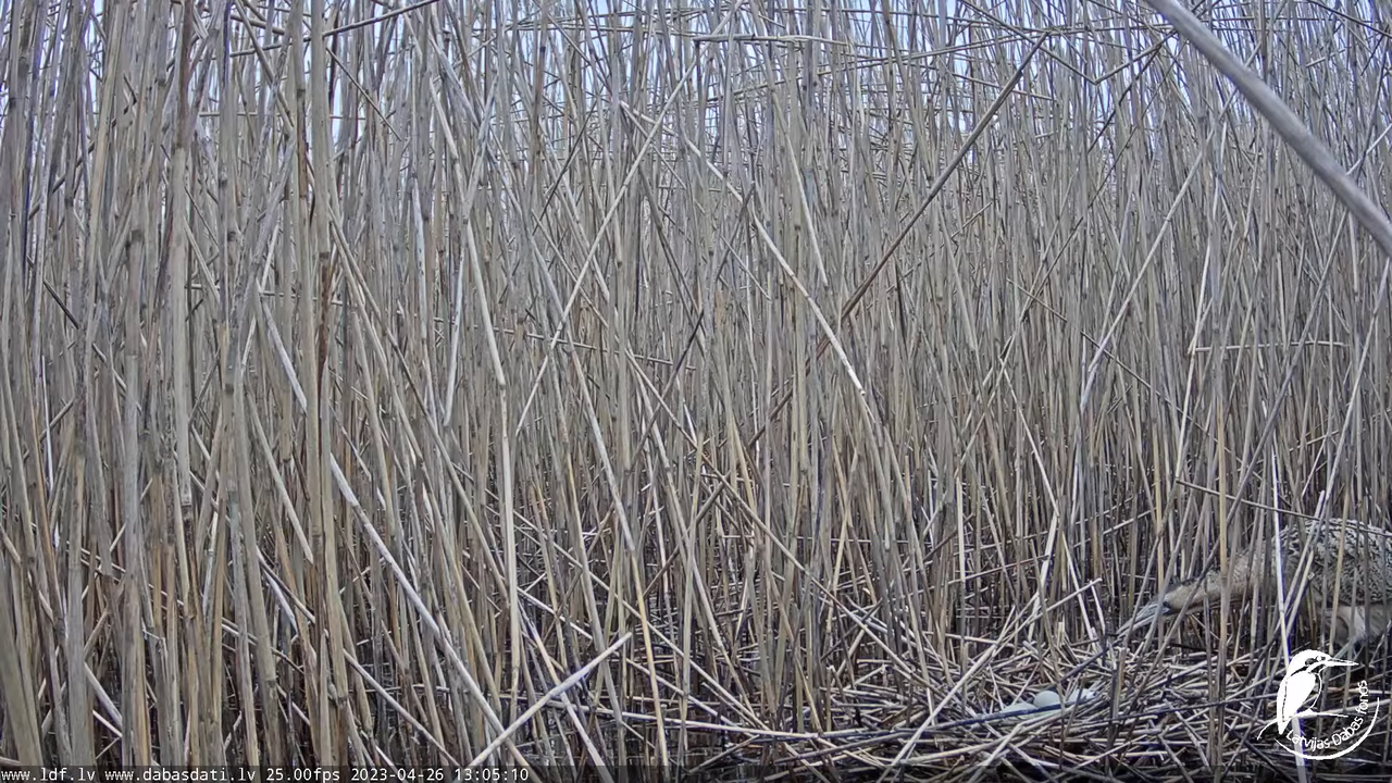 Lielais dumpis (Botaurus stellaris) Engurē - LDF tiešraide 11-24-15 screenshot