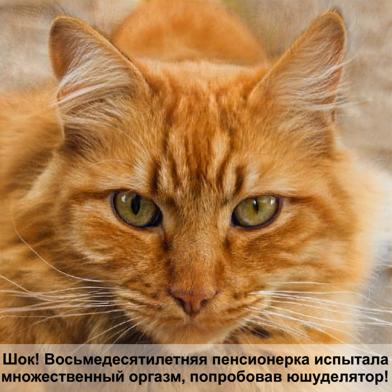 самая маленькая большая кошка