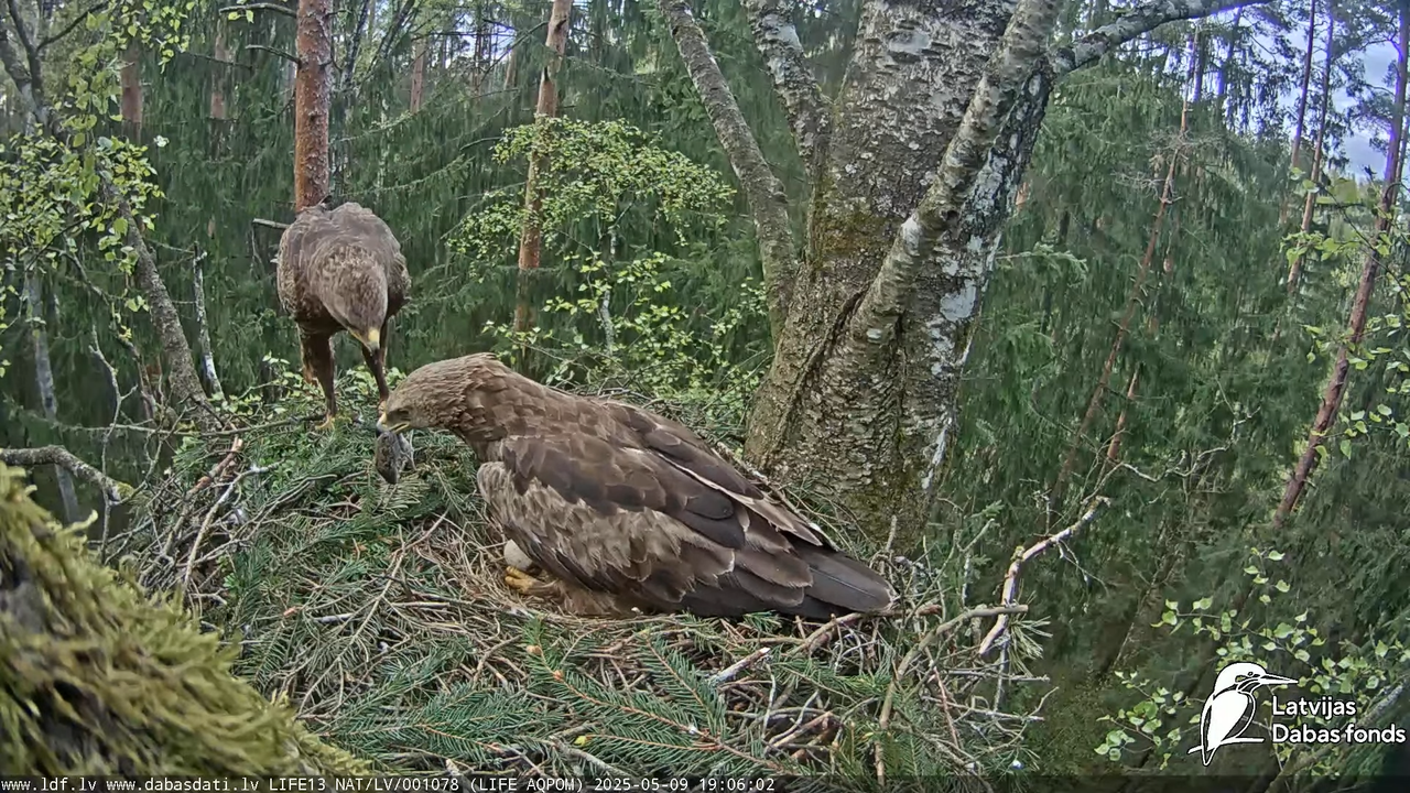 Mazais ērglis (Clanga pomarina), ligzda bērzā 17-9-56 screenshot