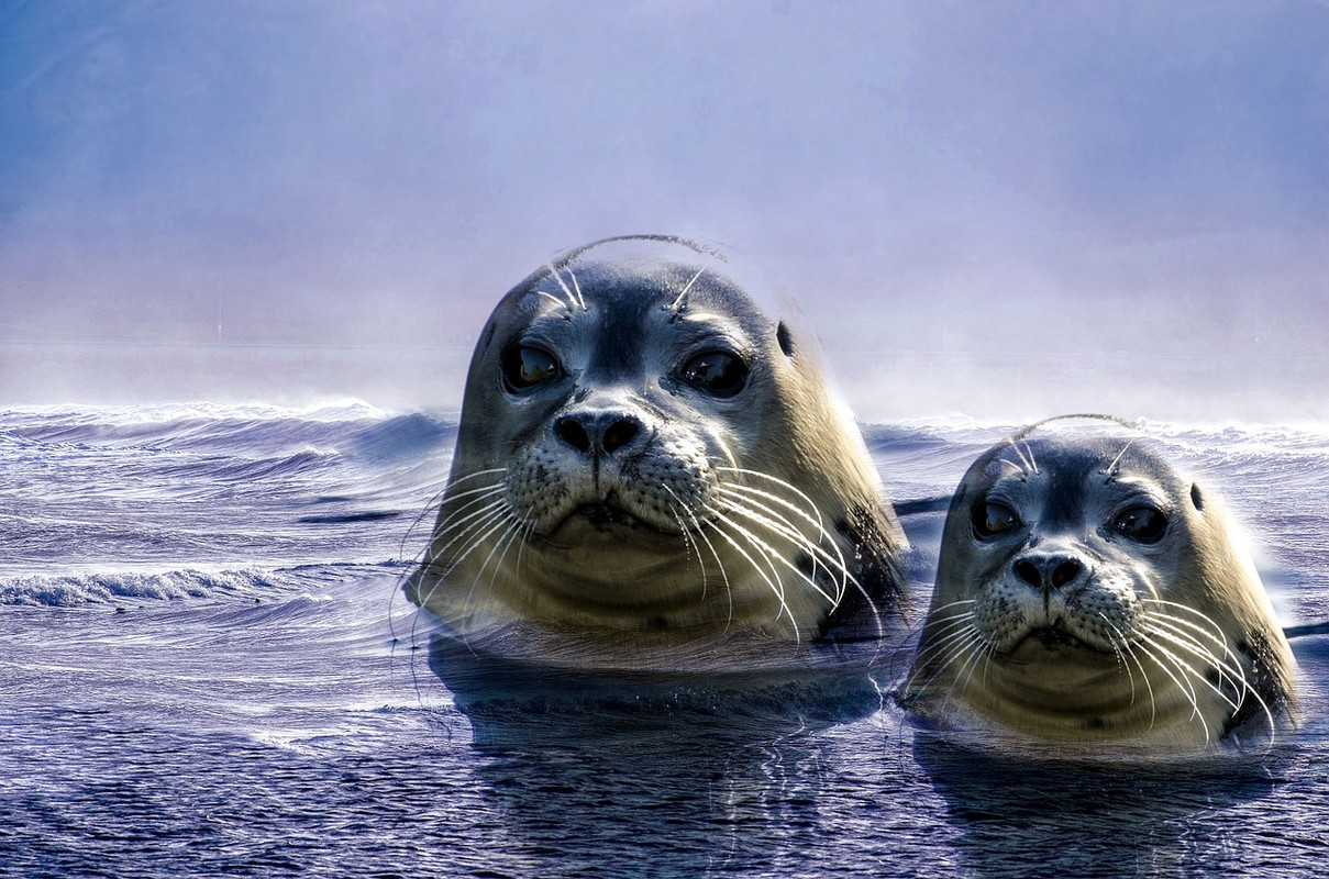 seal