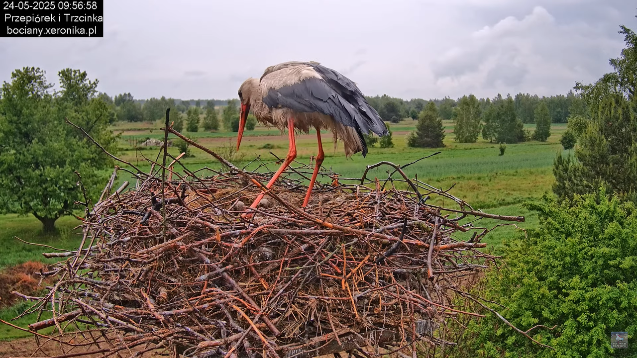 24052025bociany14