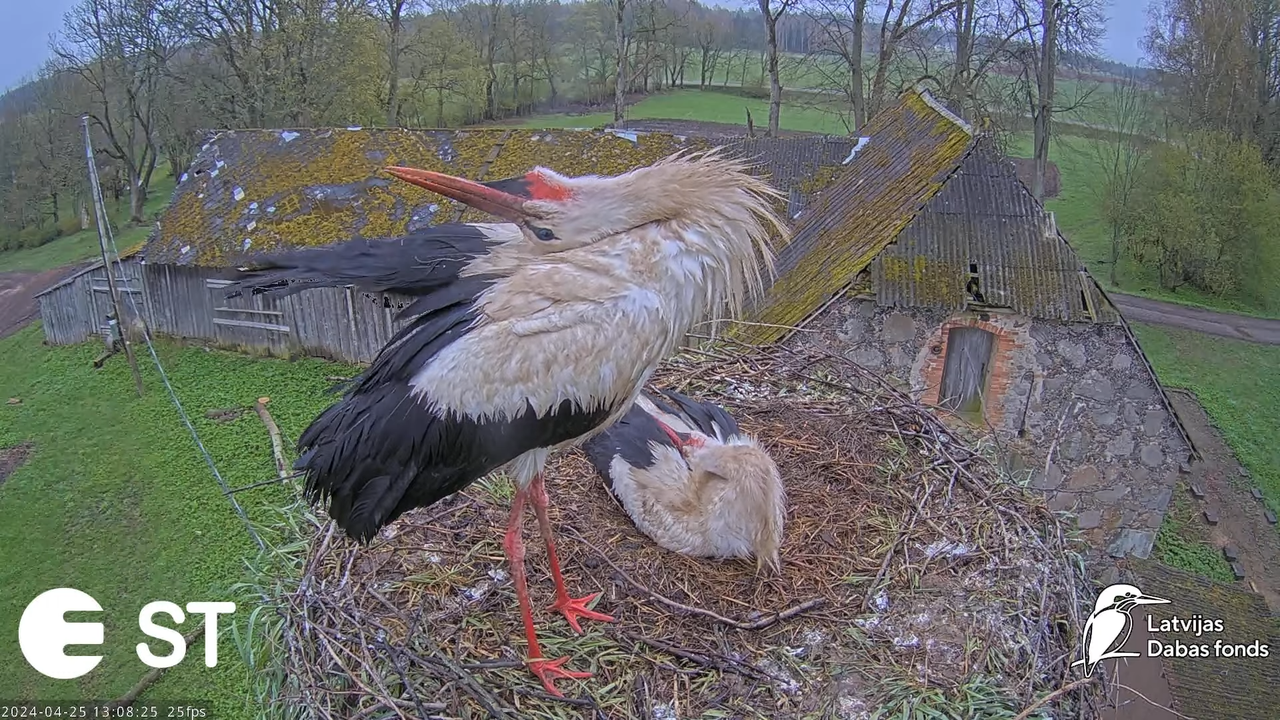 Baltie stārķi (Ciconia ciconia) Tukuma novadā - LDF tiešraide __ White storks in Tukums, Latvia 9-25