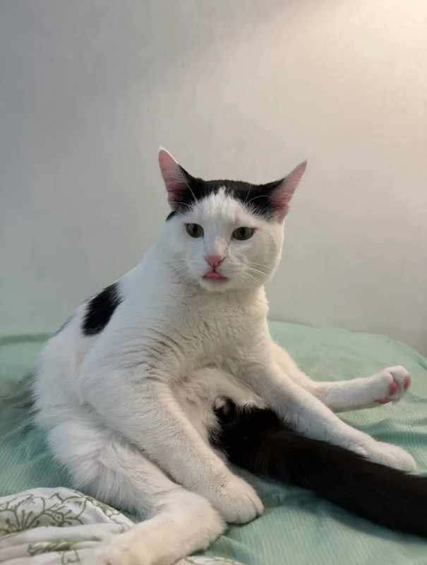 sit2.png