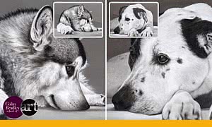 How to Draw Dogs - Monochrome Effect - Just 4 Pastel Pencils (2023-12)